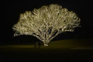 Renkli Bahçe Led Saçak Yılbaşı Süsü 10 Metre 100 Ledli Saçak Yılbaşı Ağacı Süsü Yeşil Kablo SNC-507