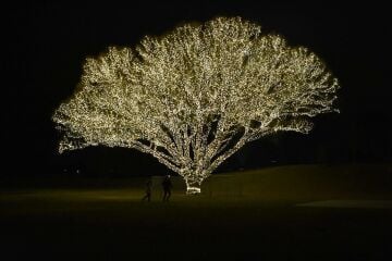 Bahçe Led Saçak Yılbaşı Süsü 10 Metre 100 Ledli Saçak Yılbaşı Ağacı Süsü Yeşil Kablo SNC-507-1
